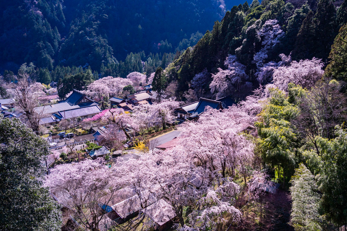 Cherry blossom season at Mount Minobu