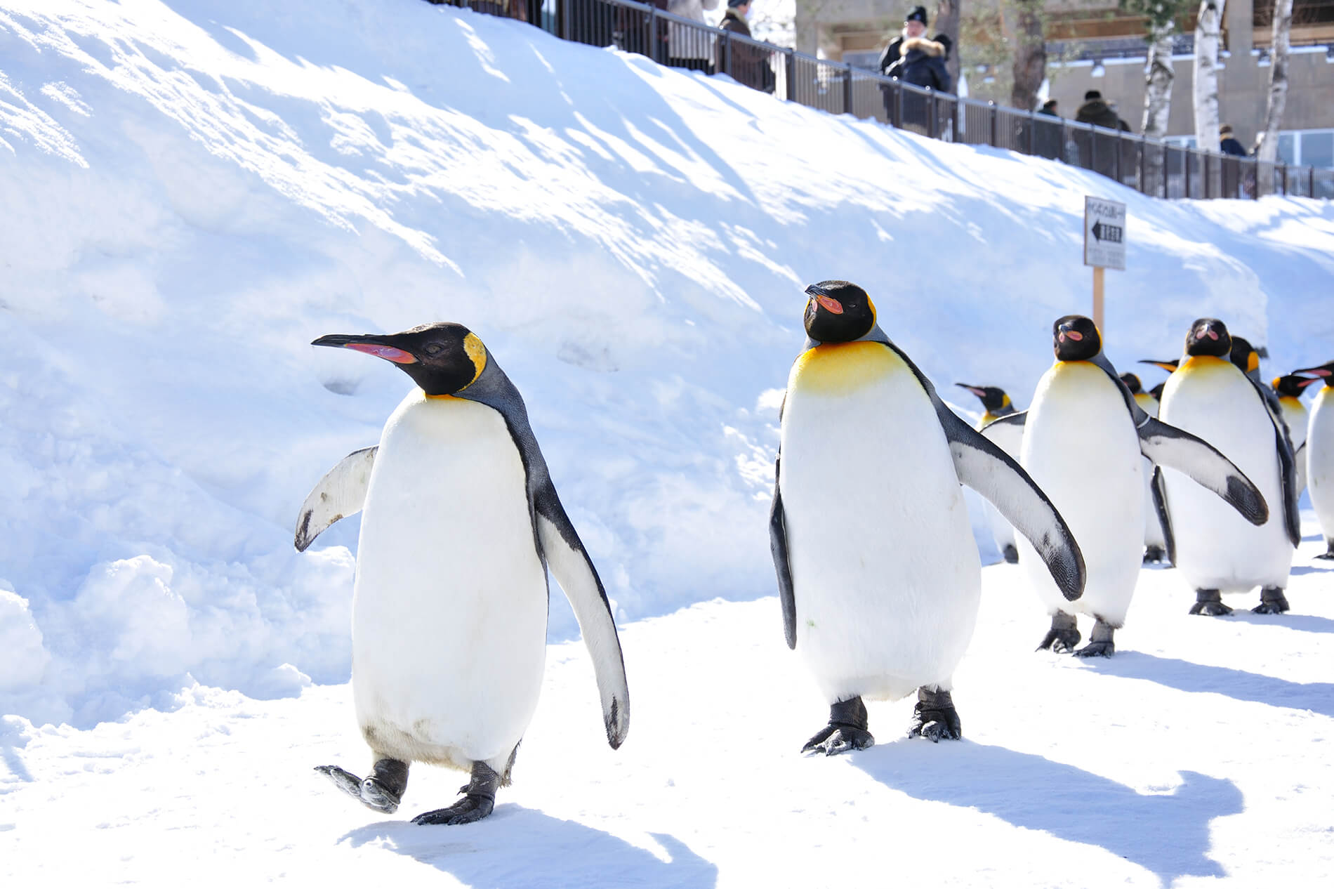 盡情享受冬天！北海道北部之旅推薦