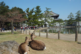 nara