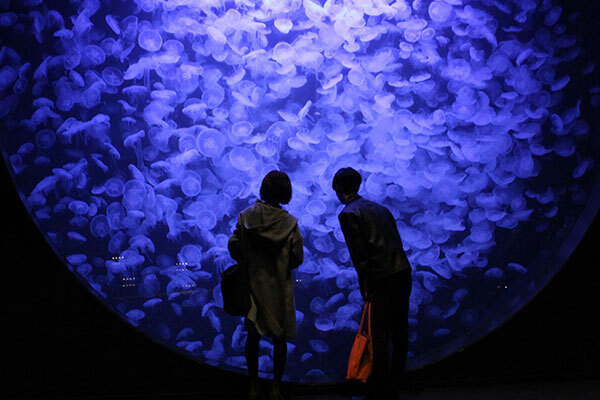 World-Class Jellyfish Aquarium & World Heritage HIRAIZUMI 2 Days